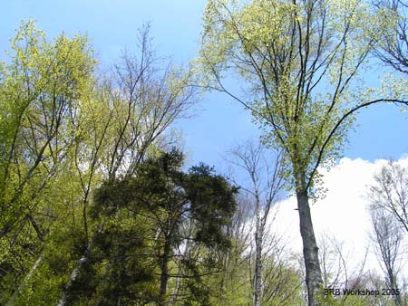 20050511_1331