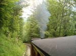Im Wangenwald
